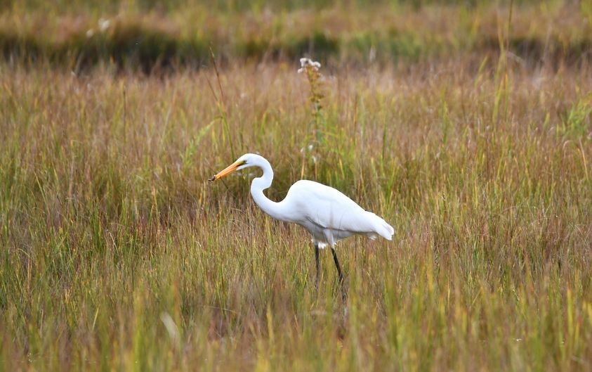 Great Egret - Nova Scotia Bird Records