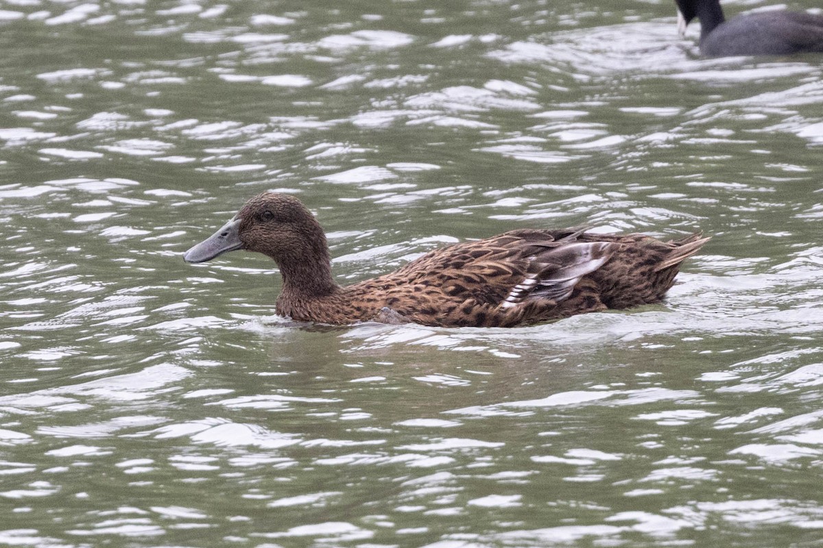 Mallard (Domestic type) - ML611770656