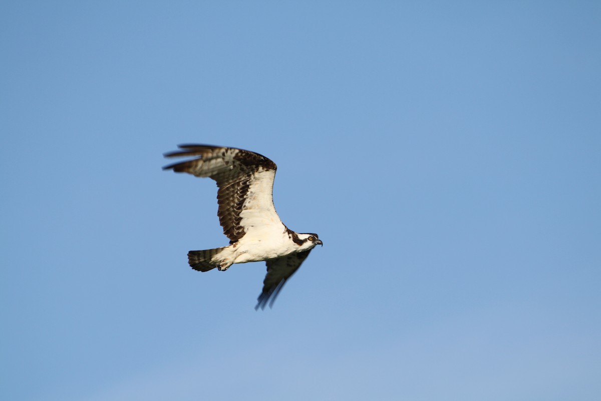 Balbuzard pêcheur - ML611770662