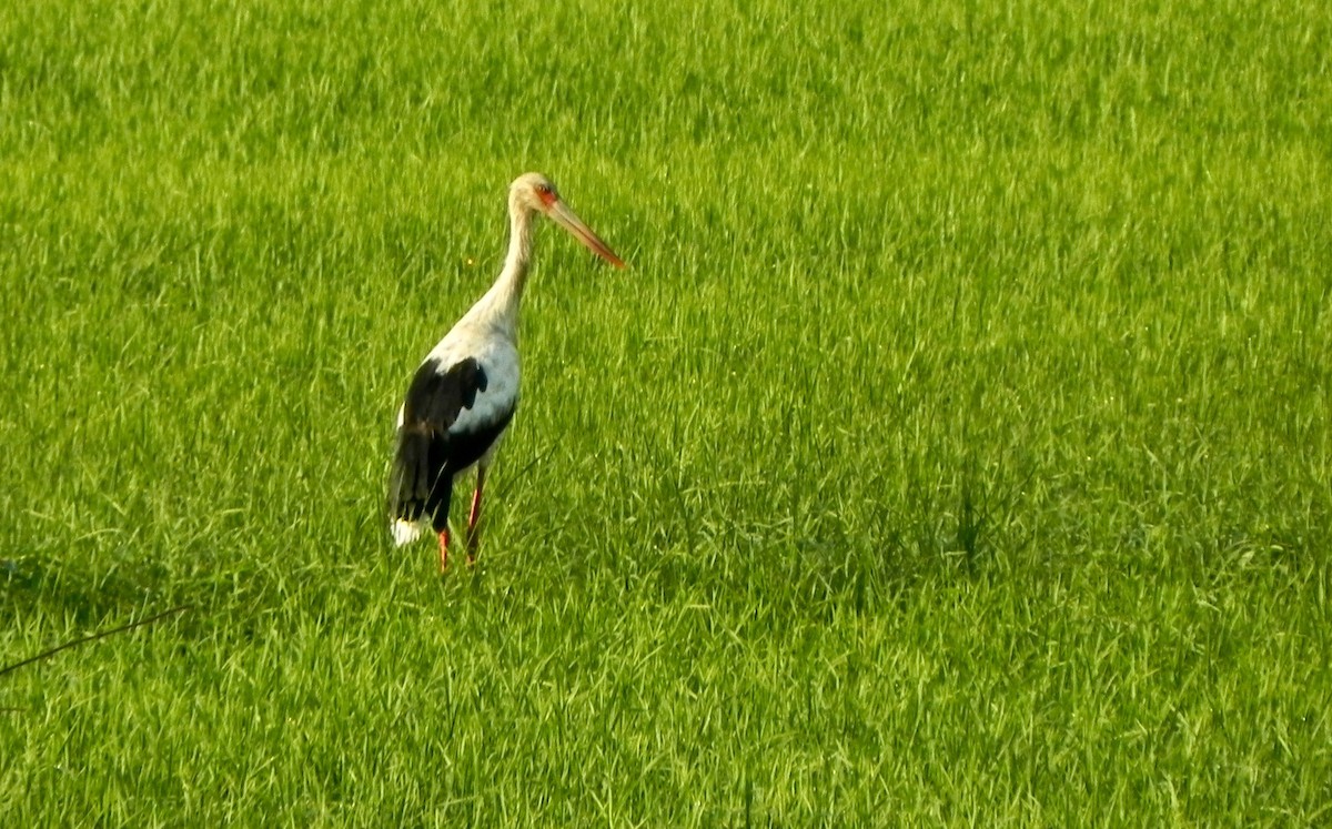 Maguari Stork - ML611770708