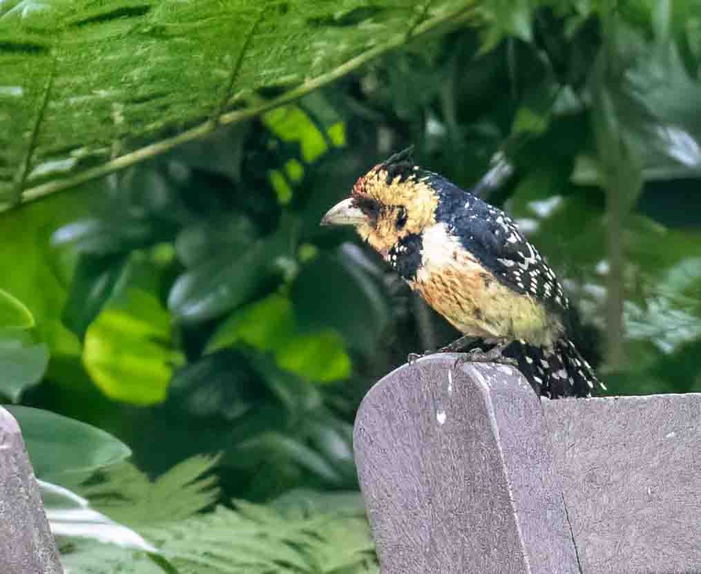 Crested Barbet - ML611770711