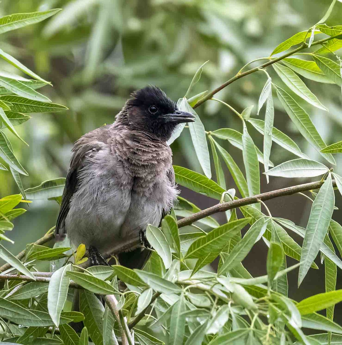 Common Bulbul (Dark-capped) - ML611770718