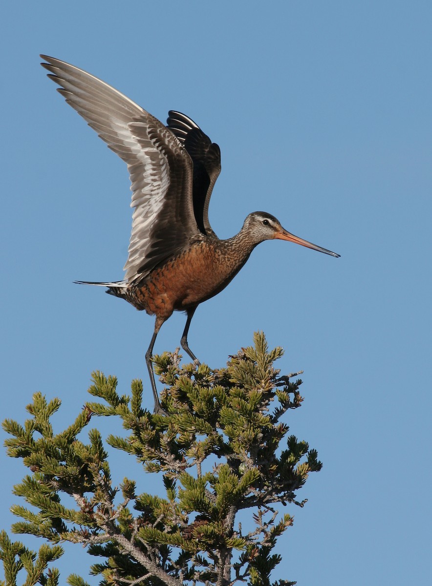 Hudsonian Godwit - ML611770732