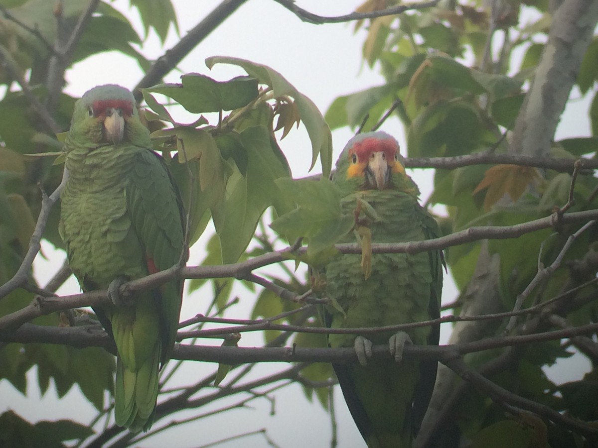 Red-lored Parrot (Red-lored) - ML611770737