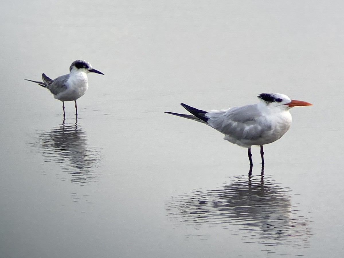 Royal Tern - Marcus Roening