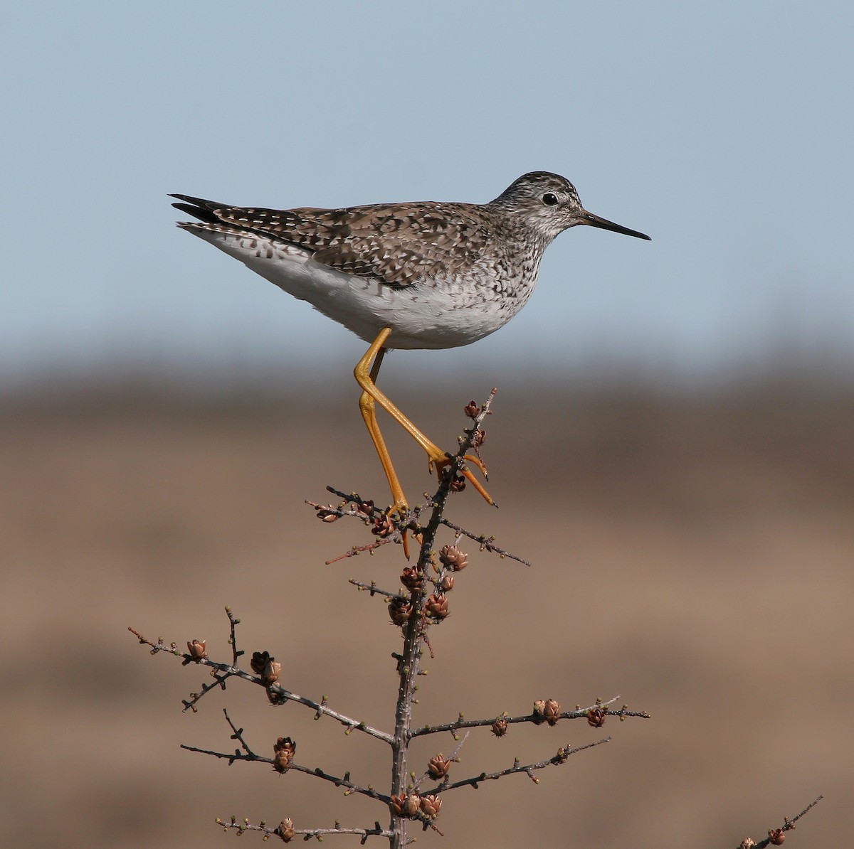 Lesser Yellowlegs - ML611770785