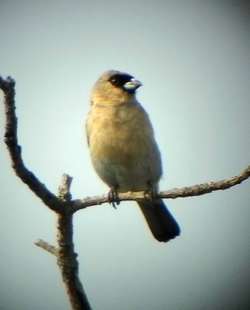 Cinnamon Tanager - ML611770857