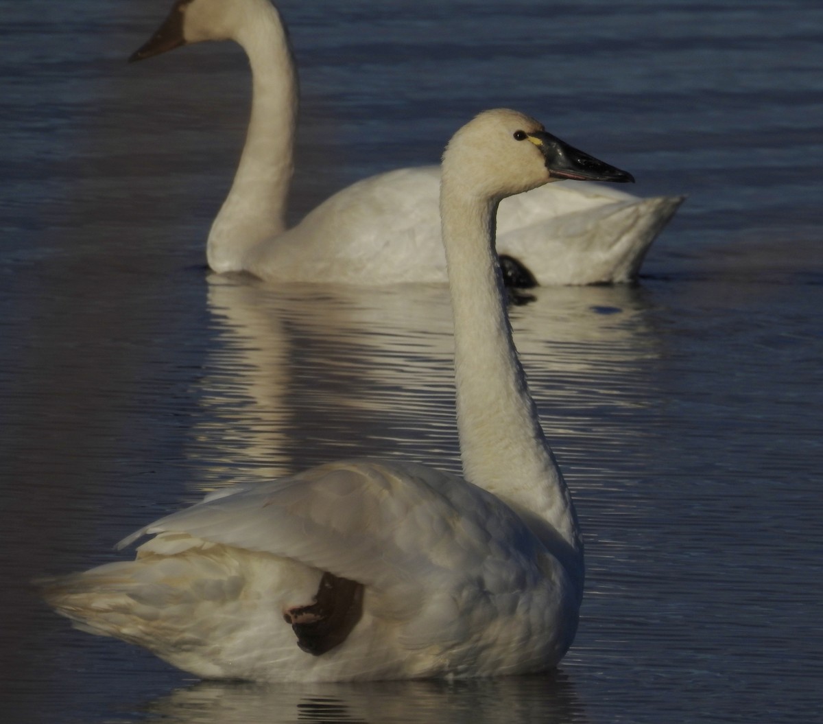 Tundra Swan - ML611770875