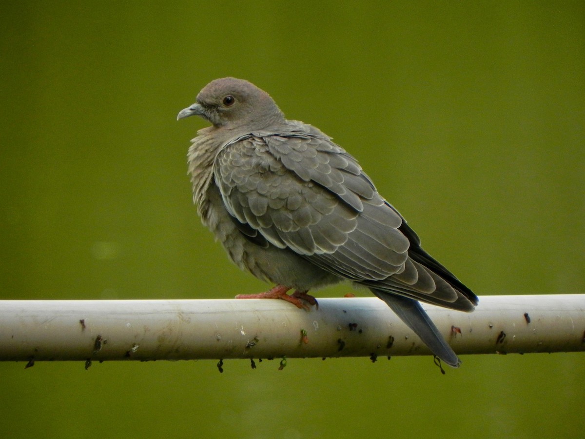 Pigeon picazuro - ML611770973