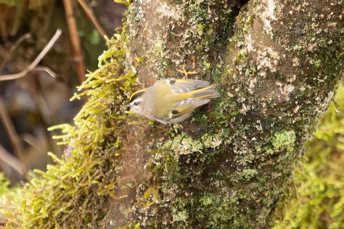 Roitelet à couronne dorée - ML611770994