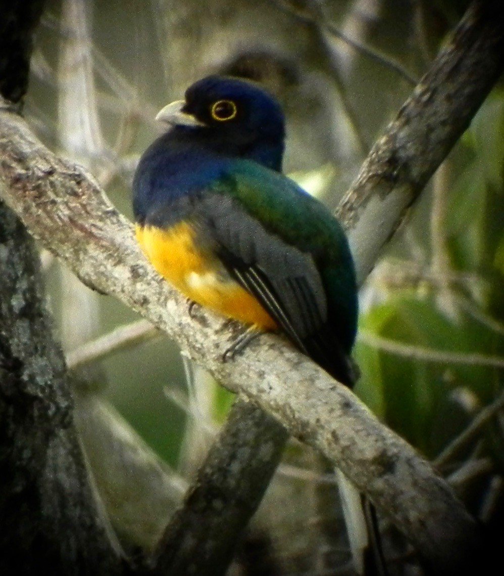 Surucua Trogon - ML611770998