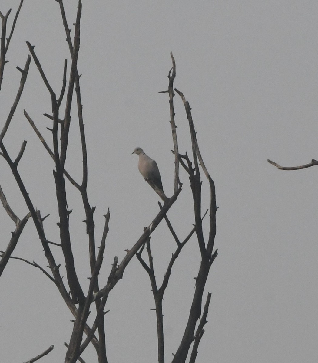 Eurasian Collared-Dove - ML611771024