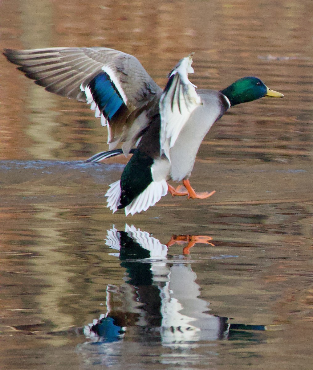 Mallard - ML611771133