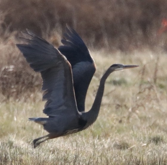 Great Blue Heron (Great Blue) - ML611771197