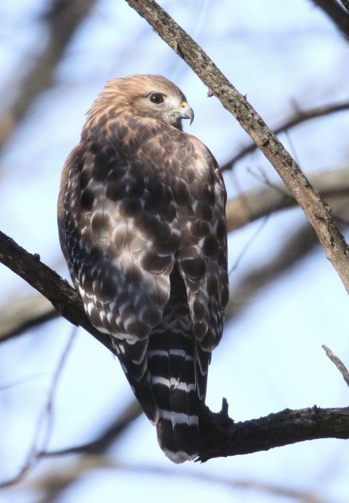 Red-shouldered Hawk (lineatus Group) - ML611771207