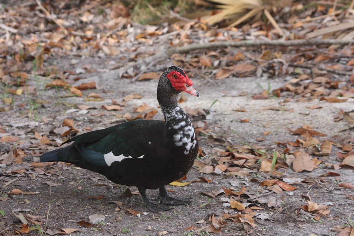 Muscovy Duck (Domestic type) - Avery Chan