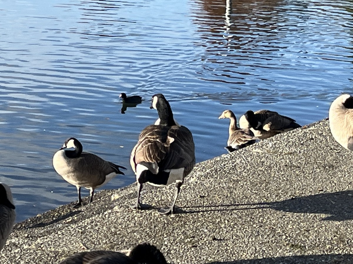 Greater White-fronted Goose - ML611771304