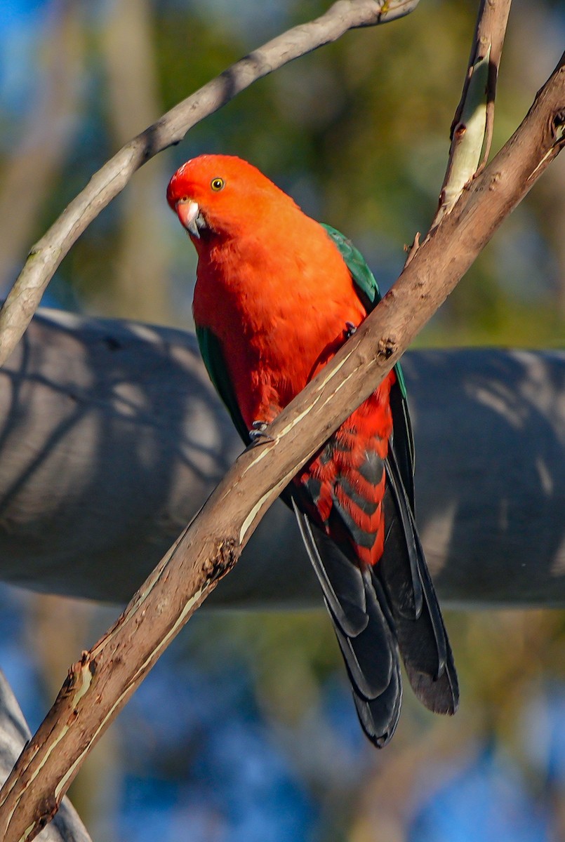 Avustralya Kral Papağanı - ML611771335