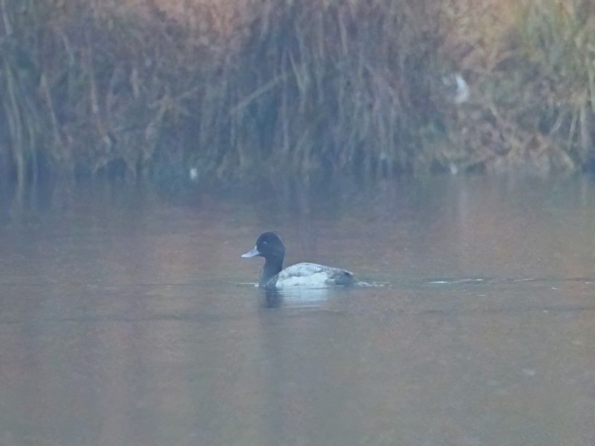 Lesser Scaup - Mei Hsiao