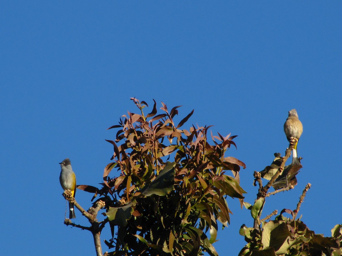 Gray Silky-flycatcher - Simon Valdez-Juarez