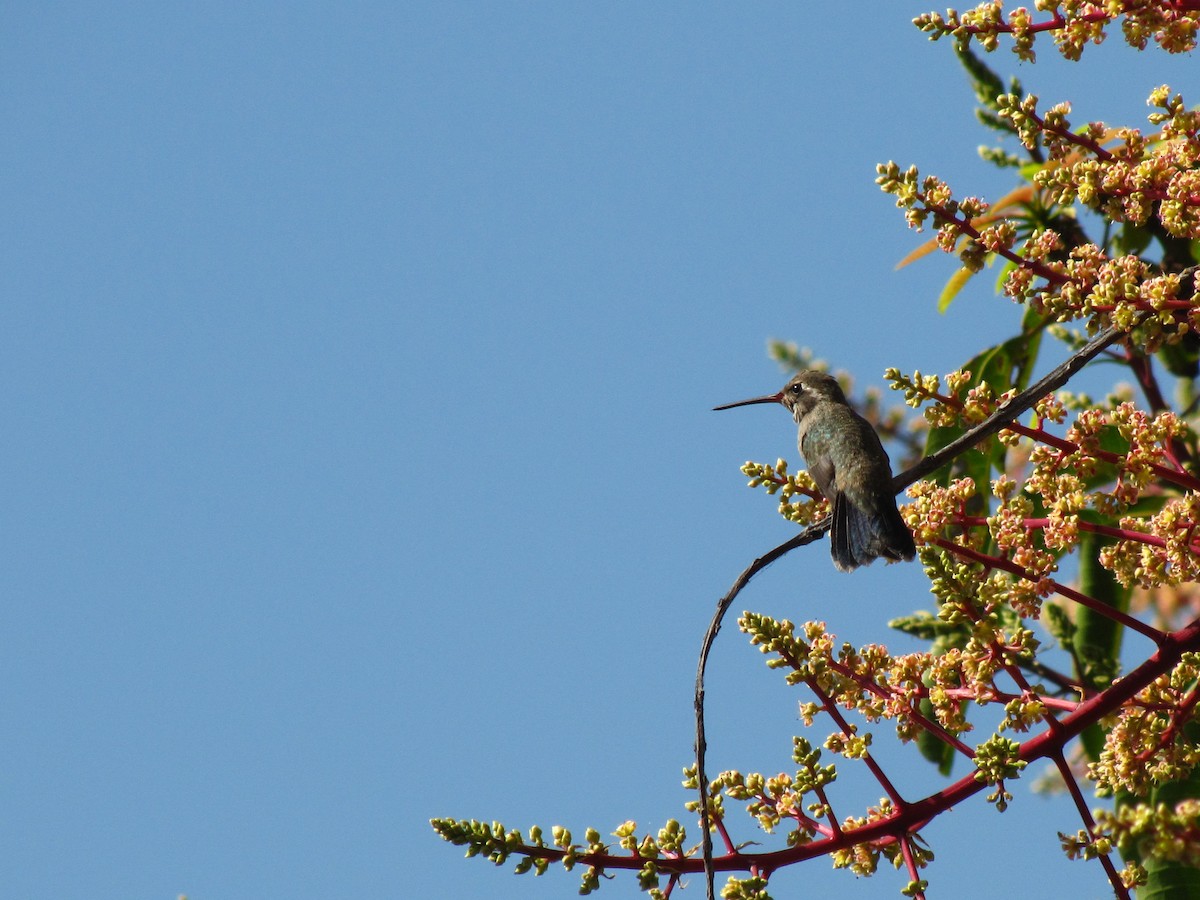 kolibřík blankytohrdlý - ML611771532