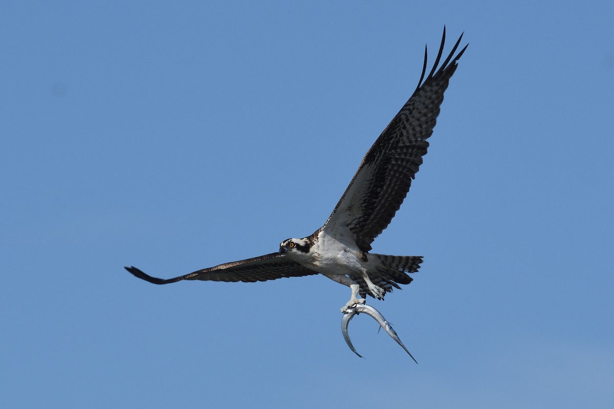 Balbuzard pêcheur - ML611771565