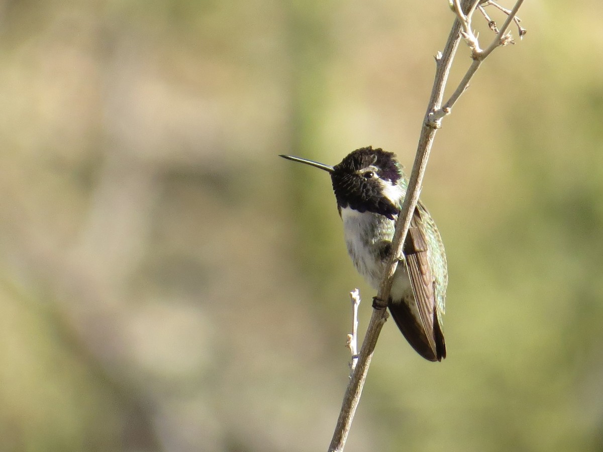 Costa's Hummingbird - ML611771568