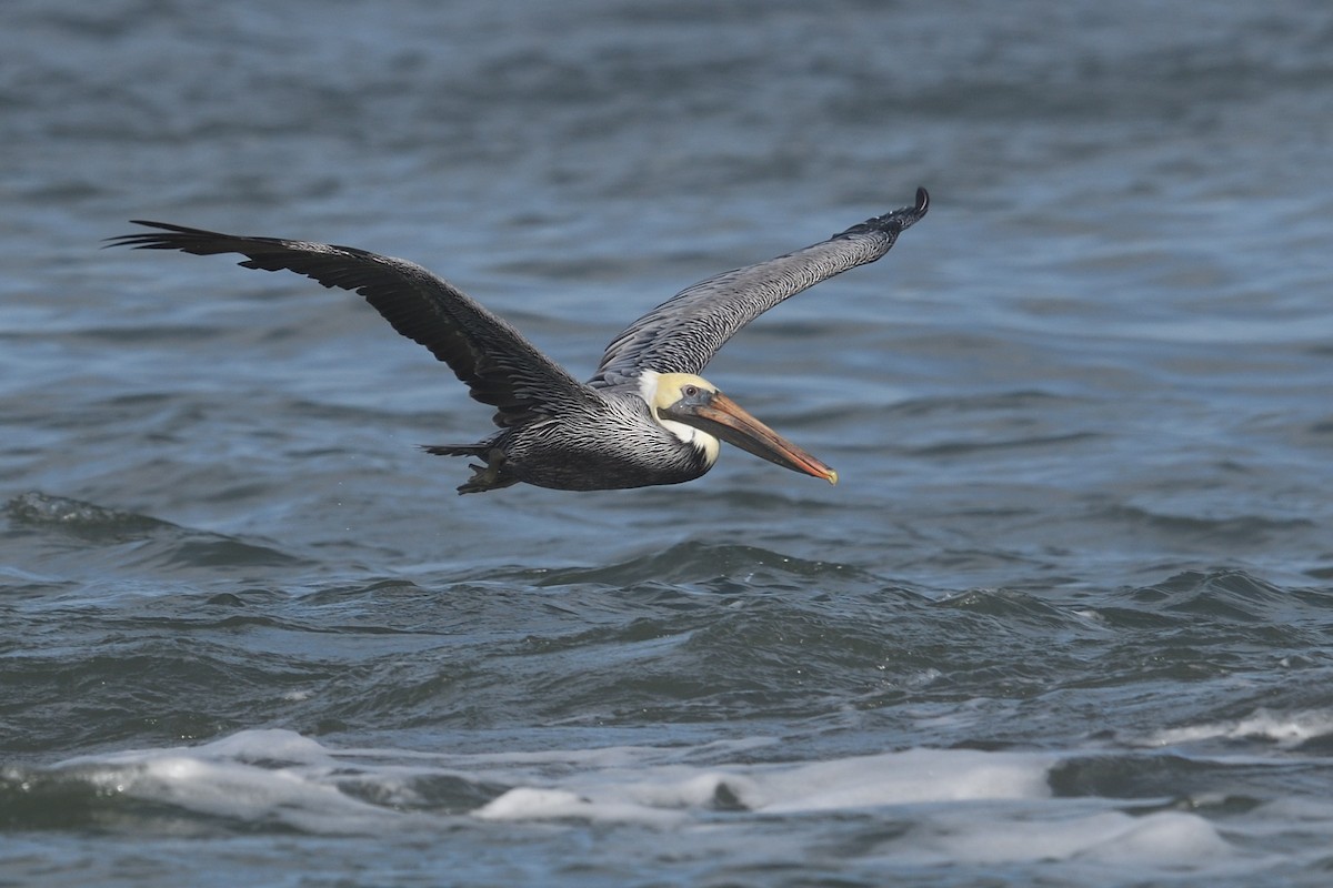 Brown Pelican - ML611771569