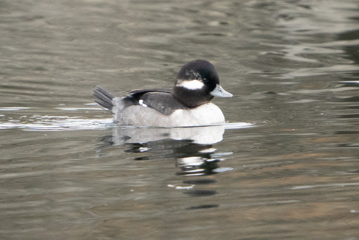 Bufflehead - ML611771636