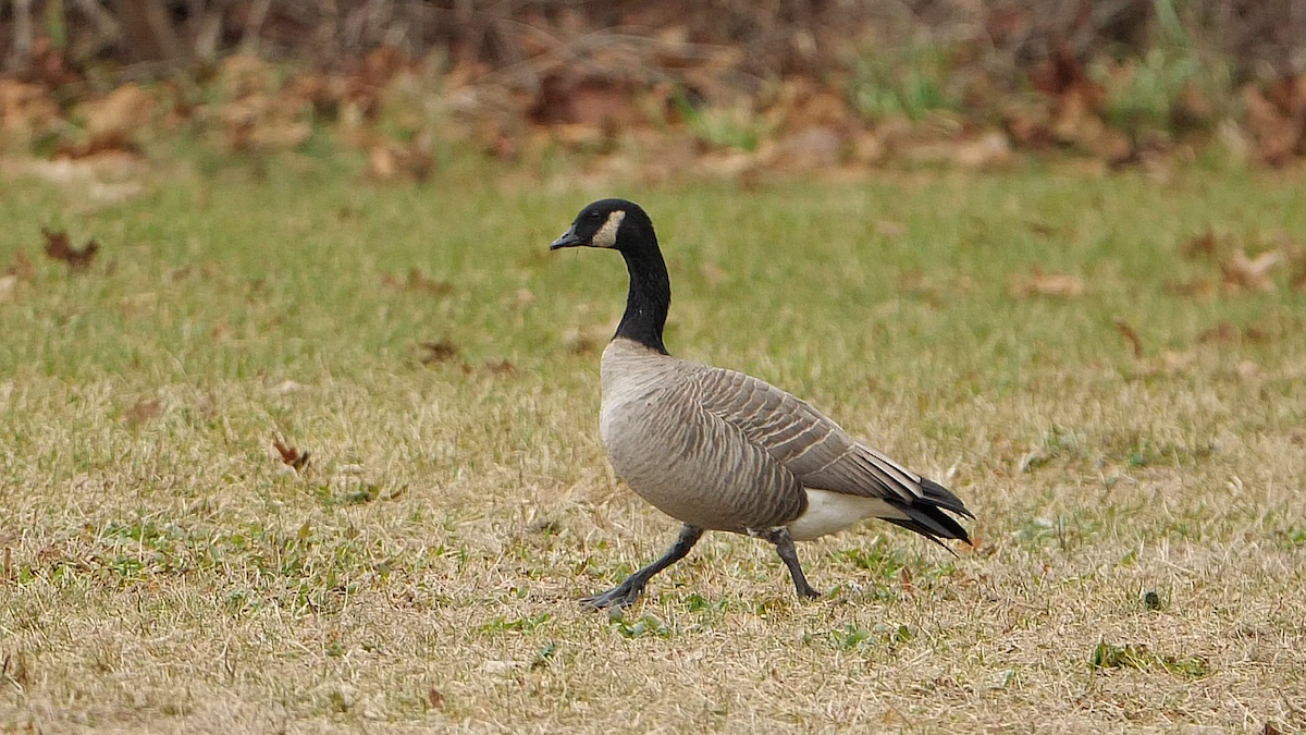 Cackling Goose (Richardson's) - ML611771640