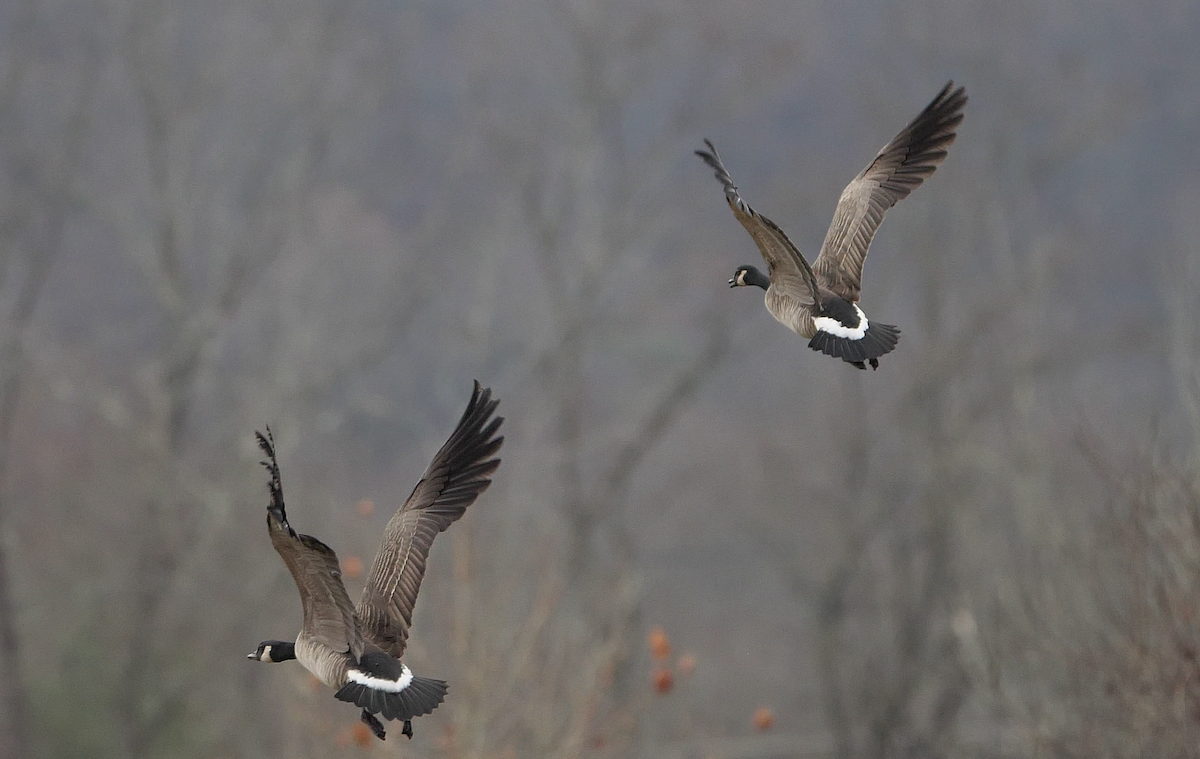 Cackling Goose (Richardson's) - ML611771641