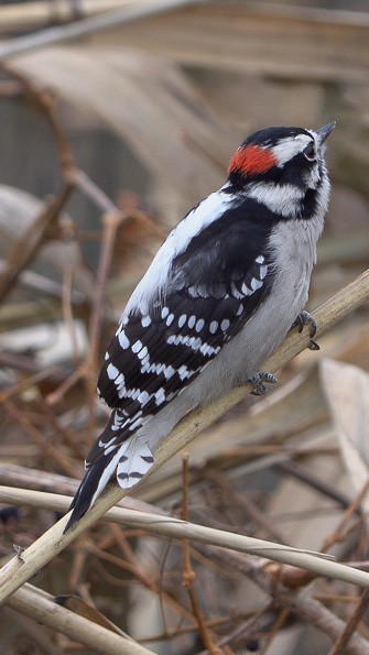 Downy Woodpecker - ML611771659