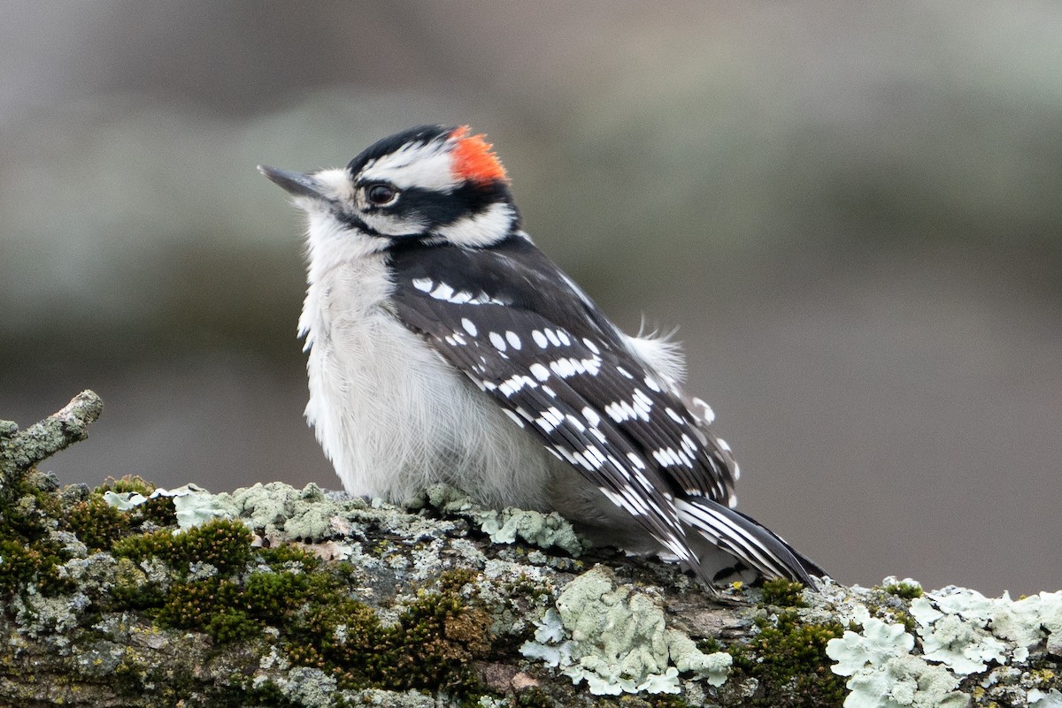 Downy Woodpecker - ML611771661