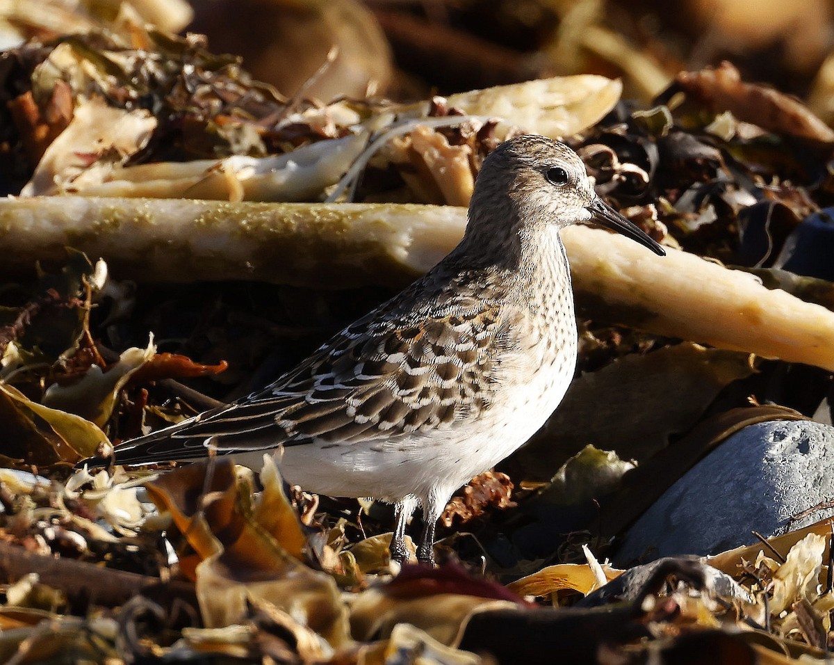 White-rumped Sandpiper - ML611771722