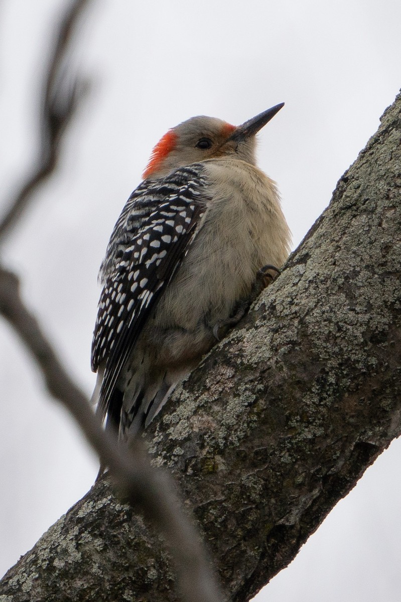 Red-bellied Woodpecker - Keith Lea
