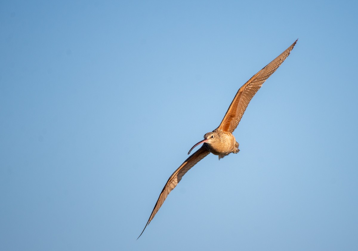 Long-billed Curlew - ML611771763