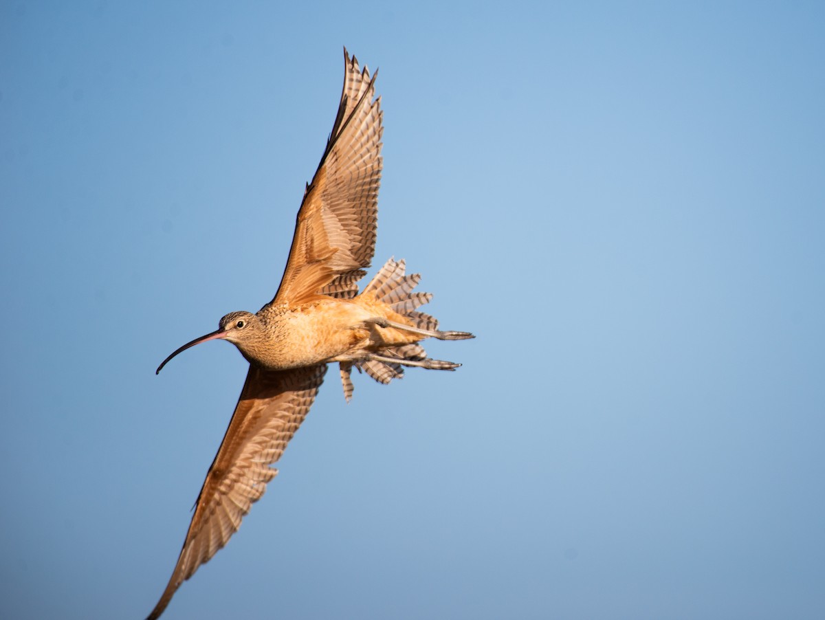 Long-billed Curlew - ML611771764