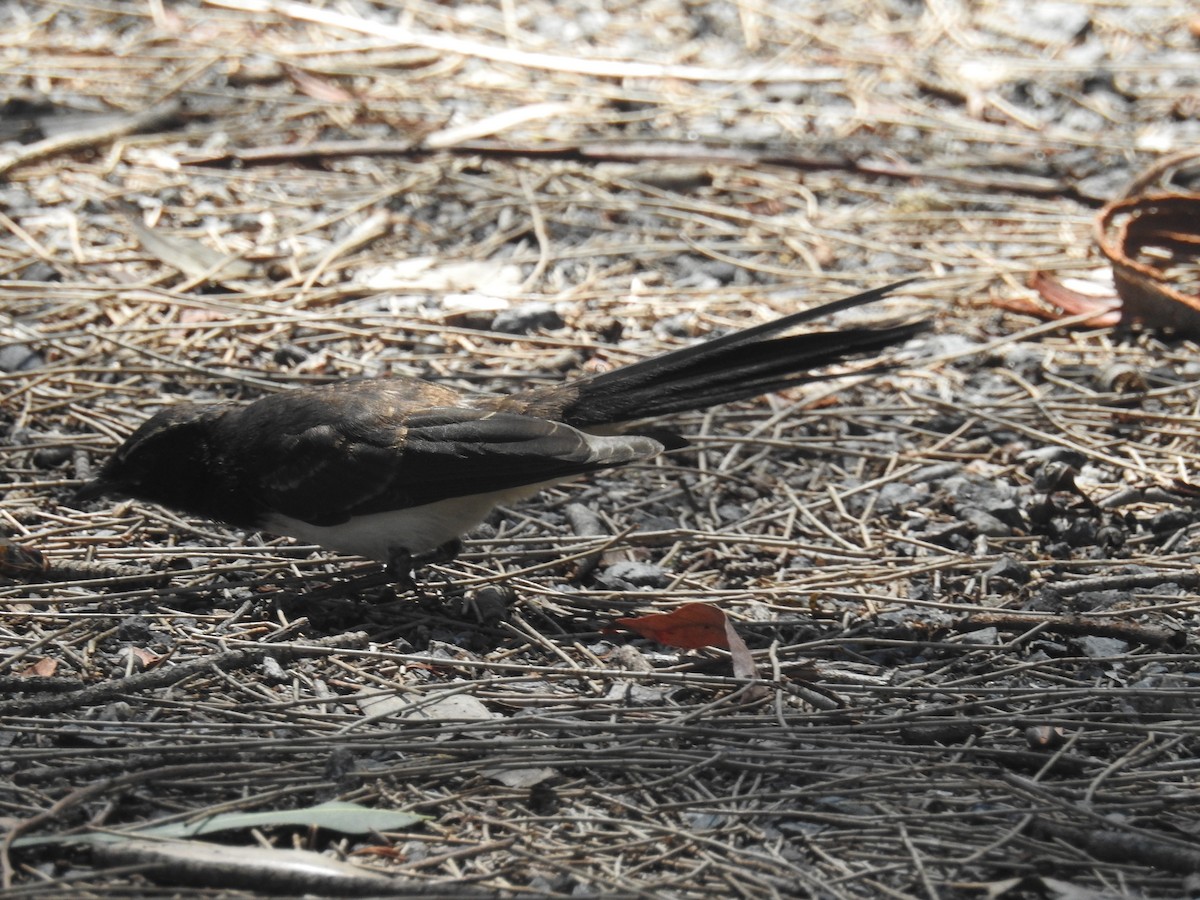 Willie-wagtail - ML611771766