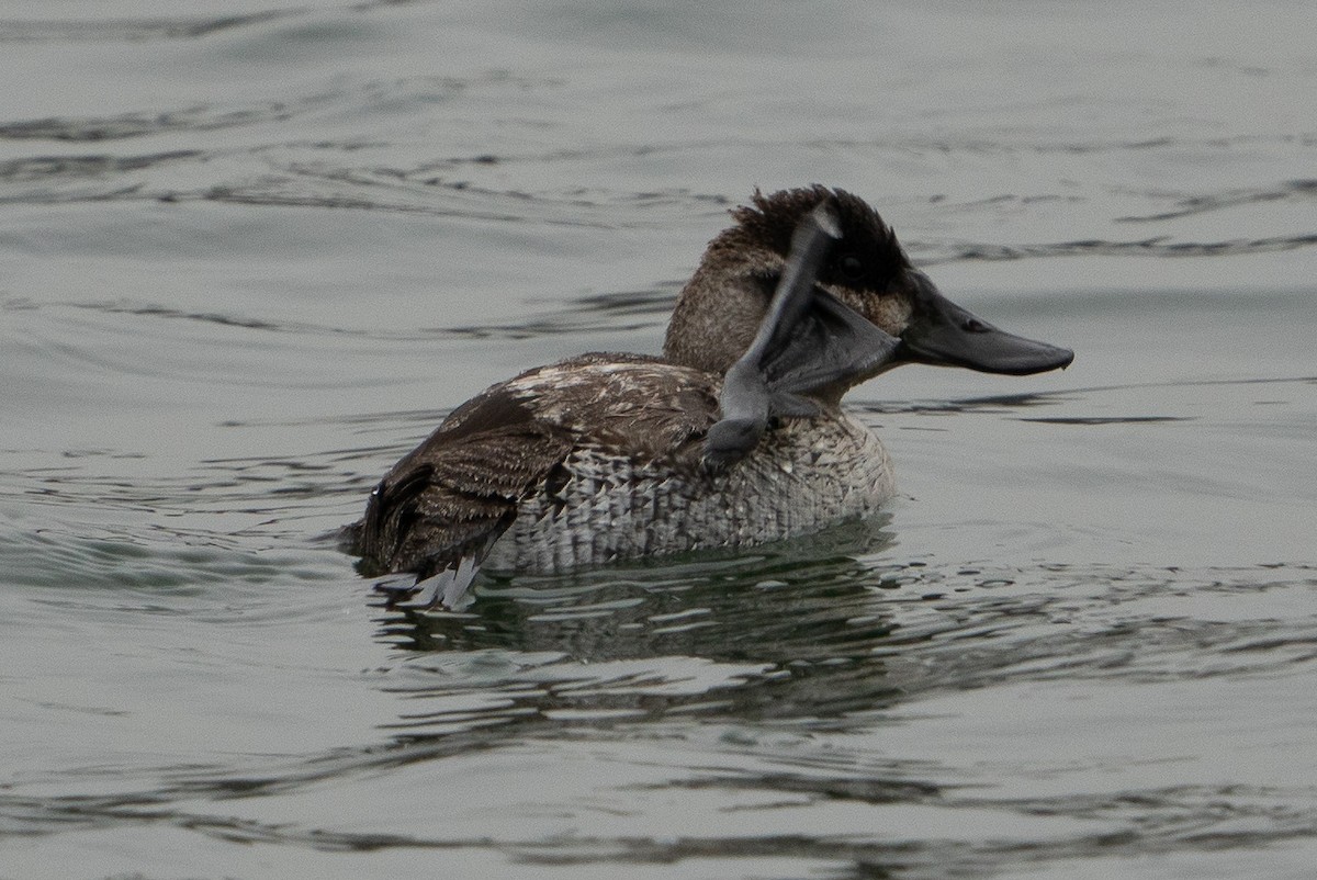 Ruddy Duck - ML611771935