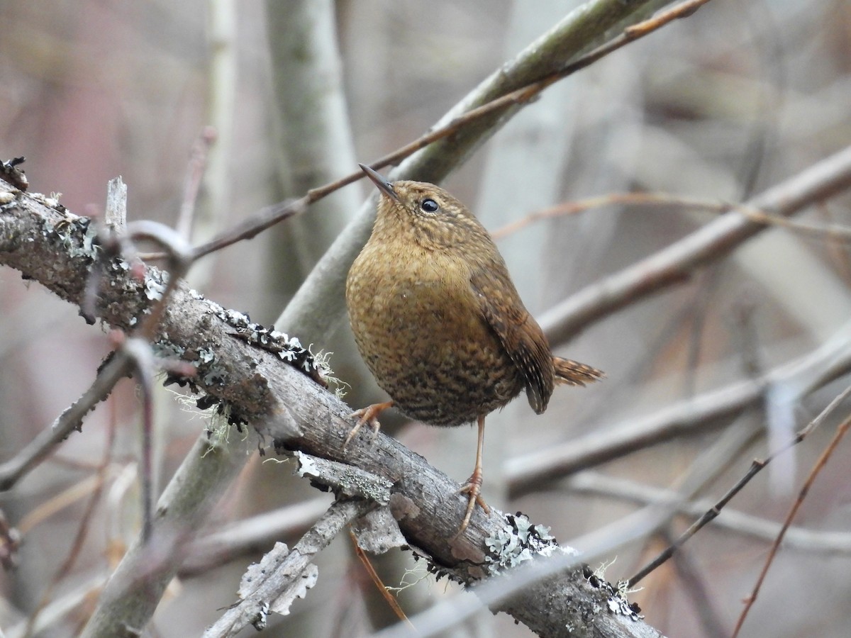 Pacific Wren - ML611772014