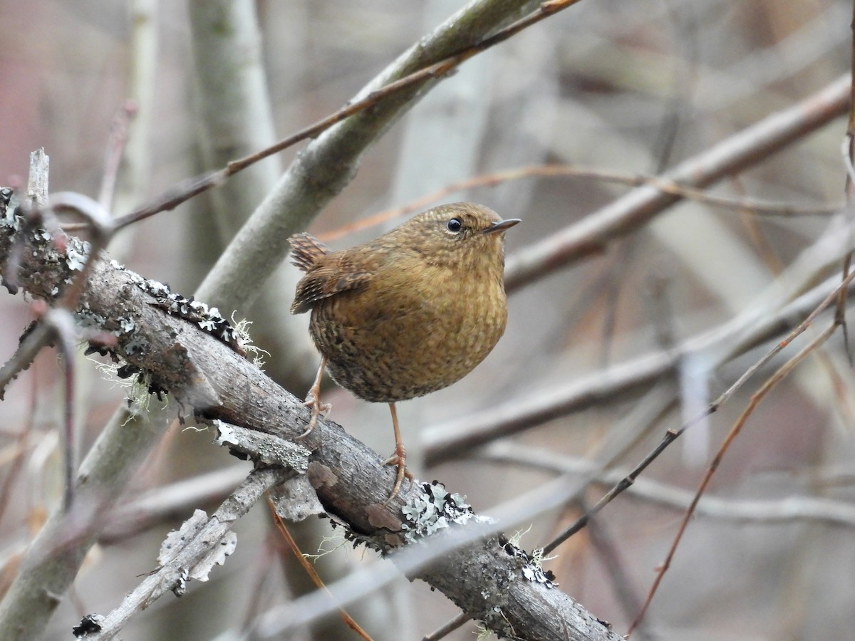 Pacific Wren - ML611772018