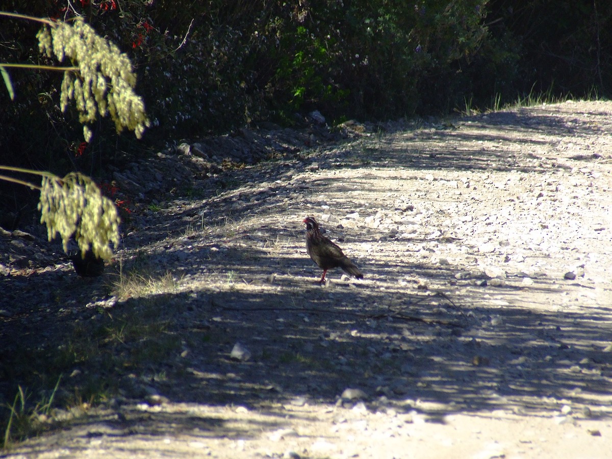 Long-tailed Wood-Partridge - ML611772123