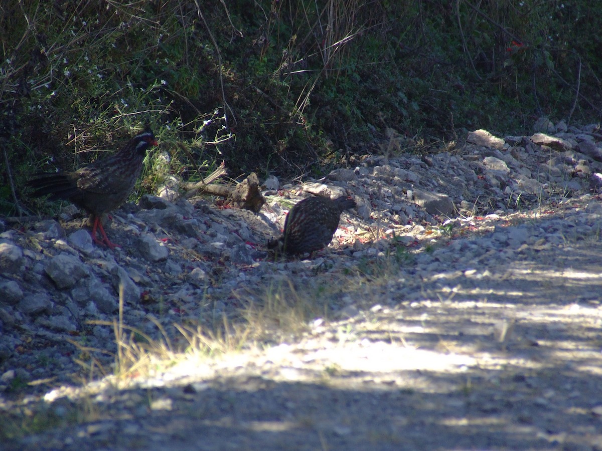 Long-tailed Wood-Partridge - Simon Valdez-Juarez