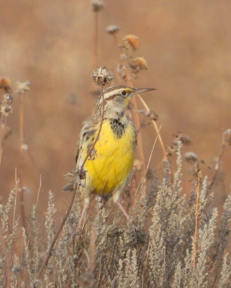 Western Meadowlark - ML611772137