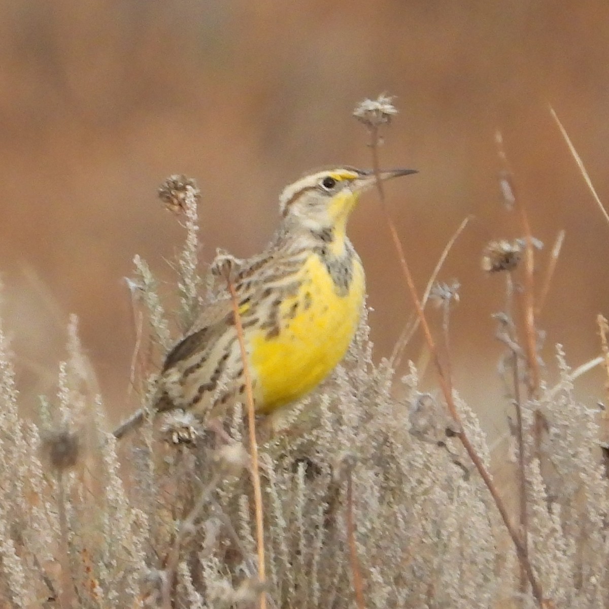 Western Meadowlark - ML611772138