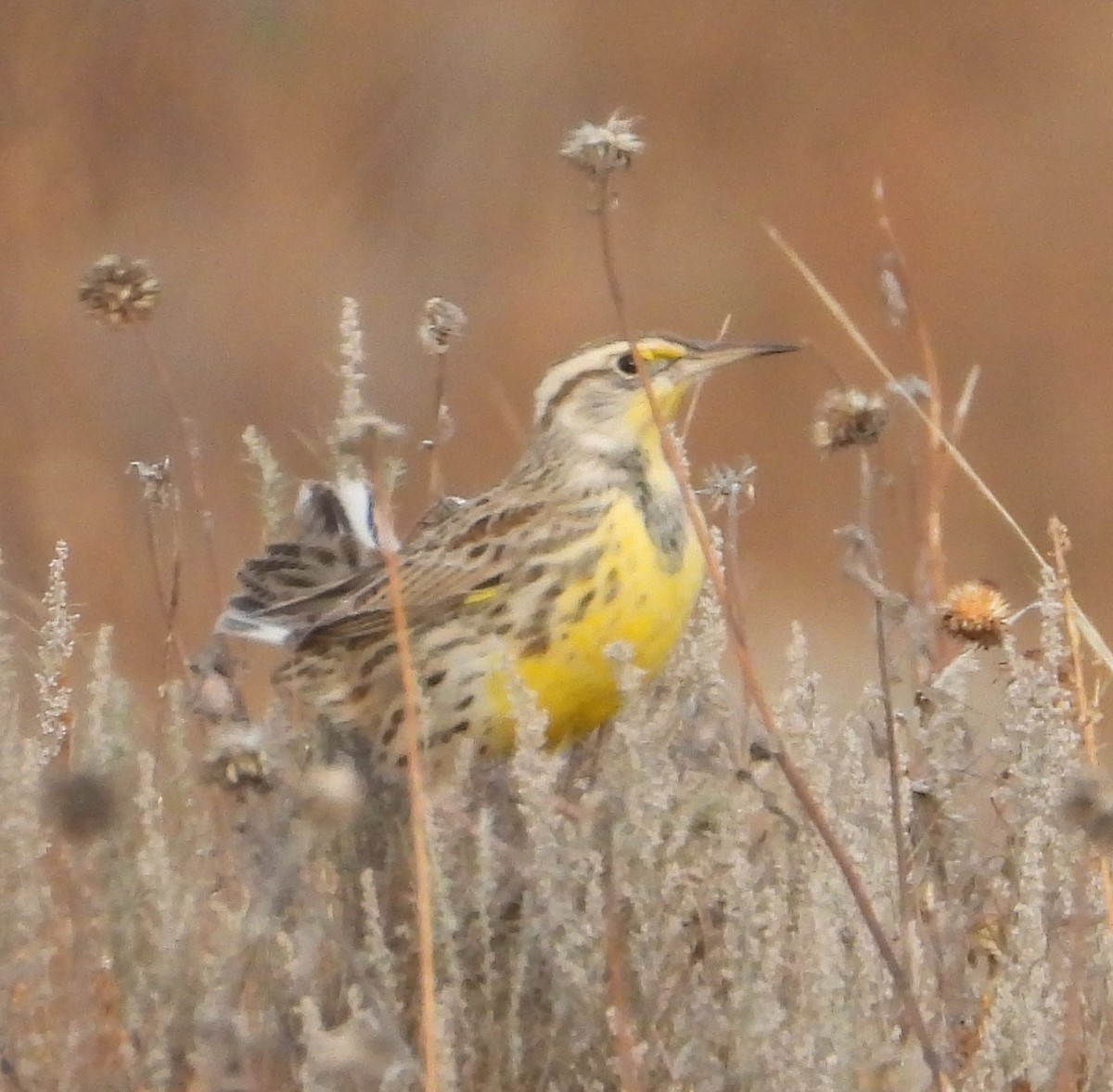 Western Meadowlark - ML611772139