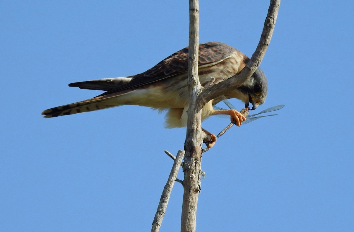 American Kestrel - ML611772140