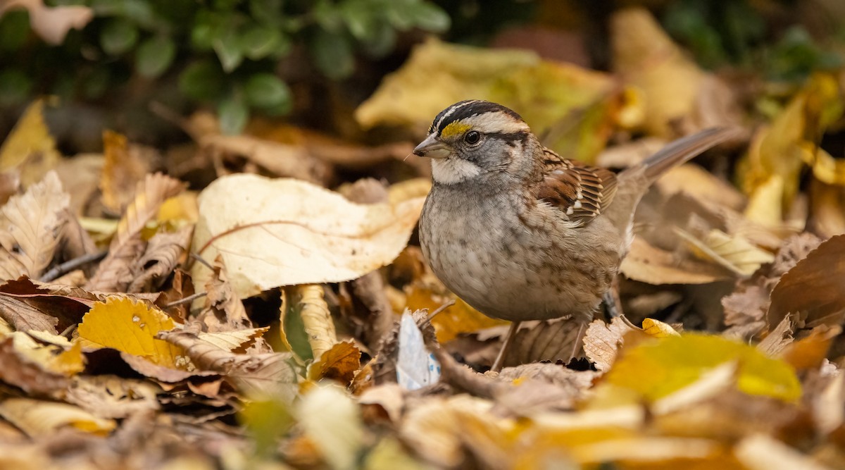 White-throated Sparrow - ML611772185