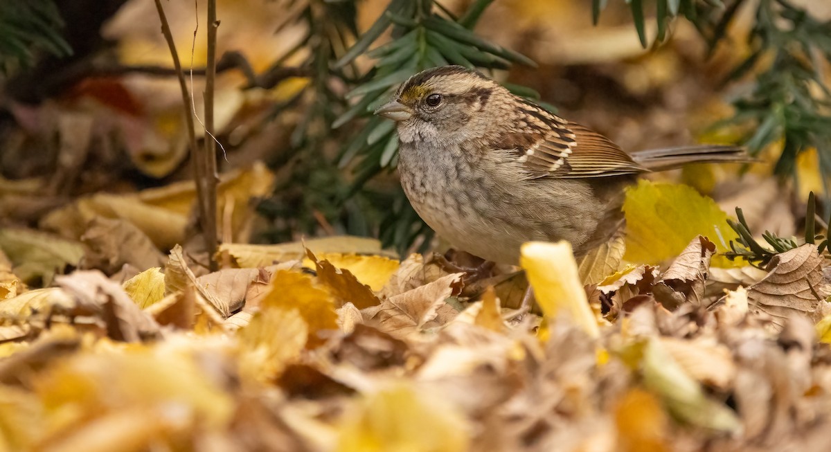 White-throated Sparrow - ML611772186