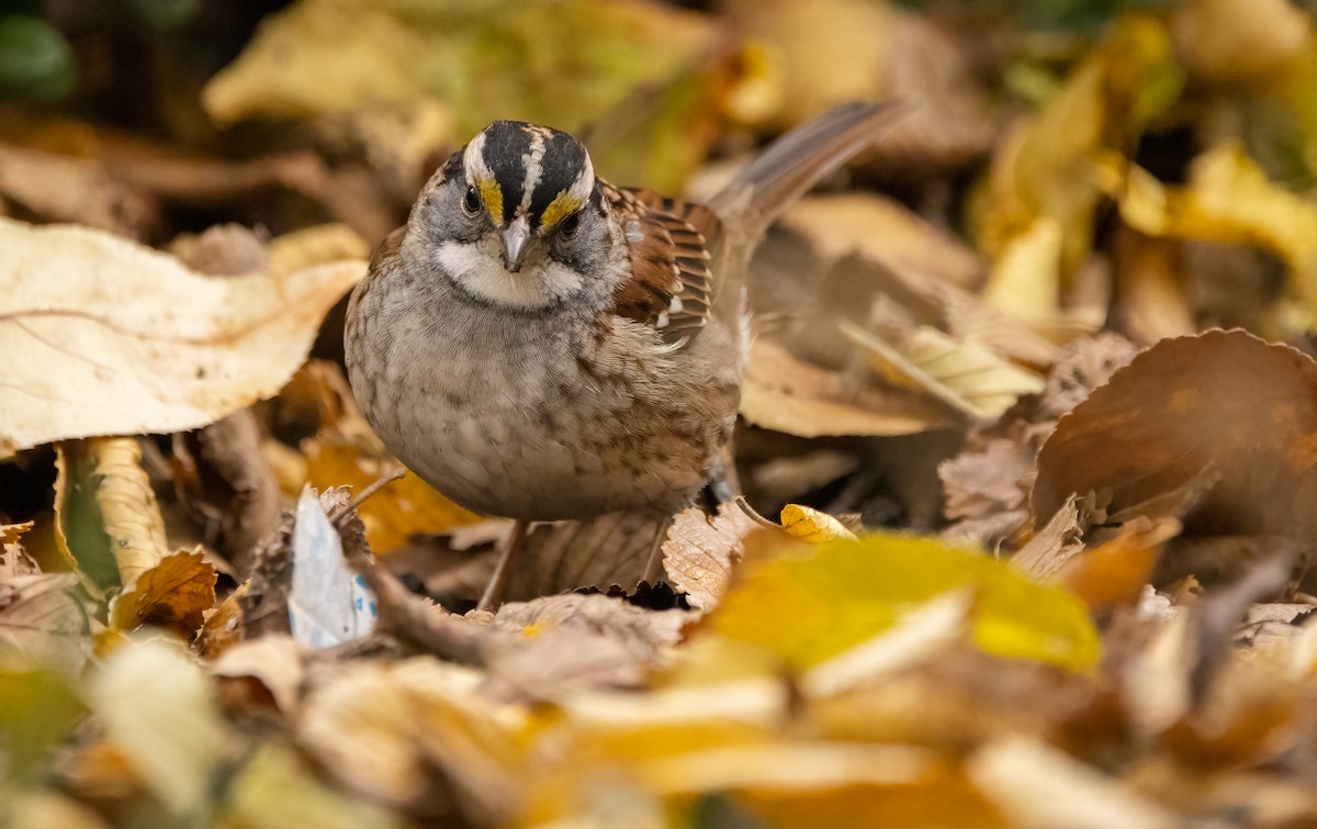 White-throated Sparrow - ML611772187